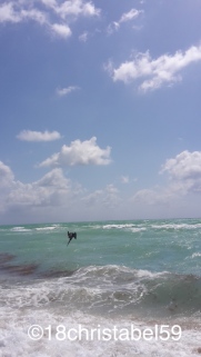 Miami Beach mit Pelikan am Abtauchen